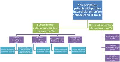 The Usefulness of Indirect Immunofluorescence in Pemphigus and the Natural History of Patients With Initial False-Positive Results: A Retrospective Cohort Study